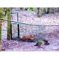 cage piege pour renard