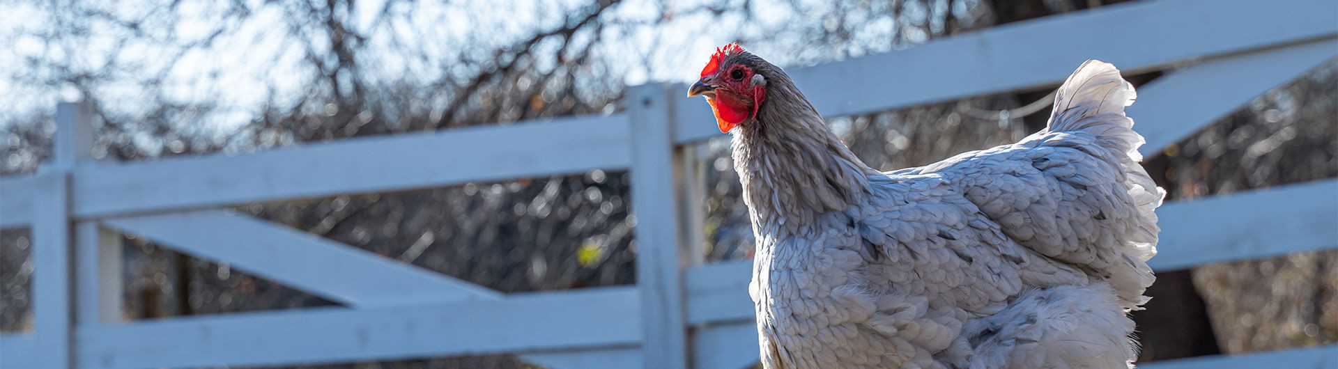 Vente de matériel  d'élevage d’aviculture